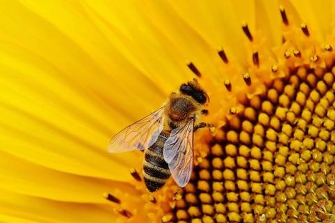 Családi délelőtt | Tavaszváró: Méhlegelő a Múzeumban