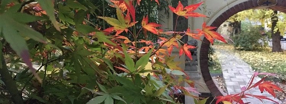 Az első színes levelek üdvözlése | Kerti séta Gódorné Hazenauer Zitával