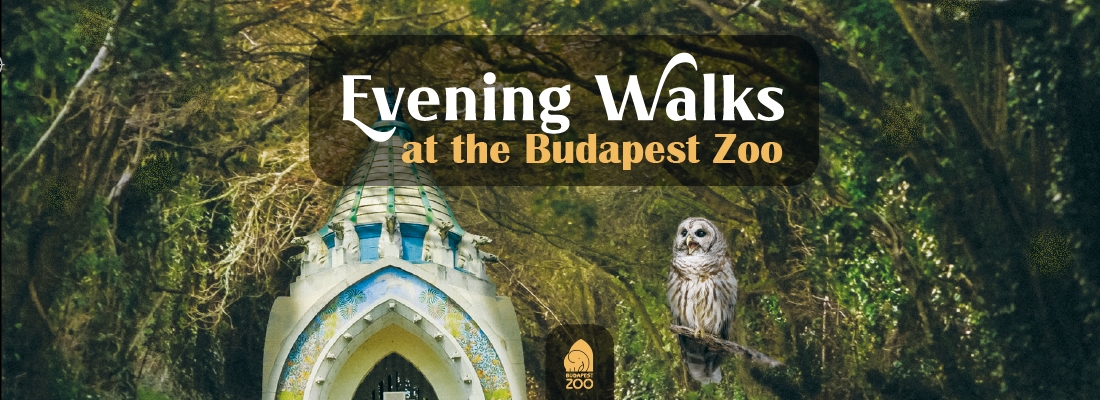 Evening Walks at the Budapest Zoo 13 October 2022