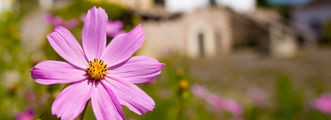 Tavaszi témahét a Skanzenben